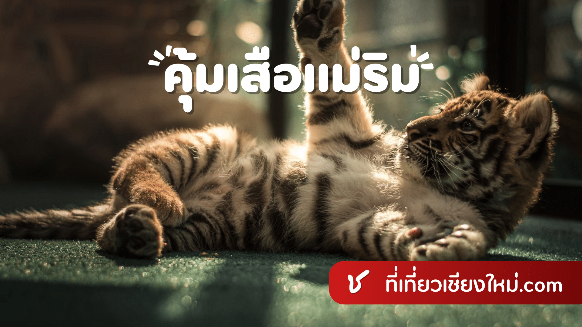 คุ้มเสือแม่ริม